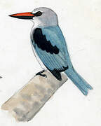 Woodland Kingfisher