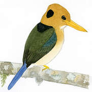 Yellow-billed Kingfisher