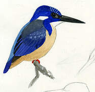 Half-collared Kingfisher