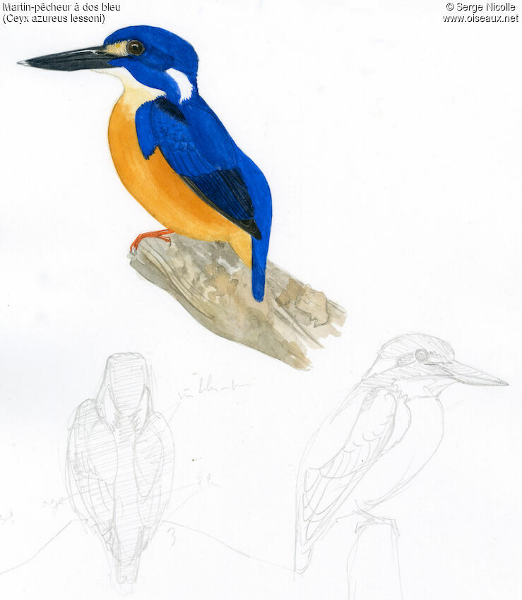 Azure Kingfisher, identification