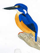 Azure Kingfisher