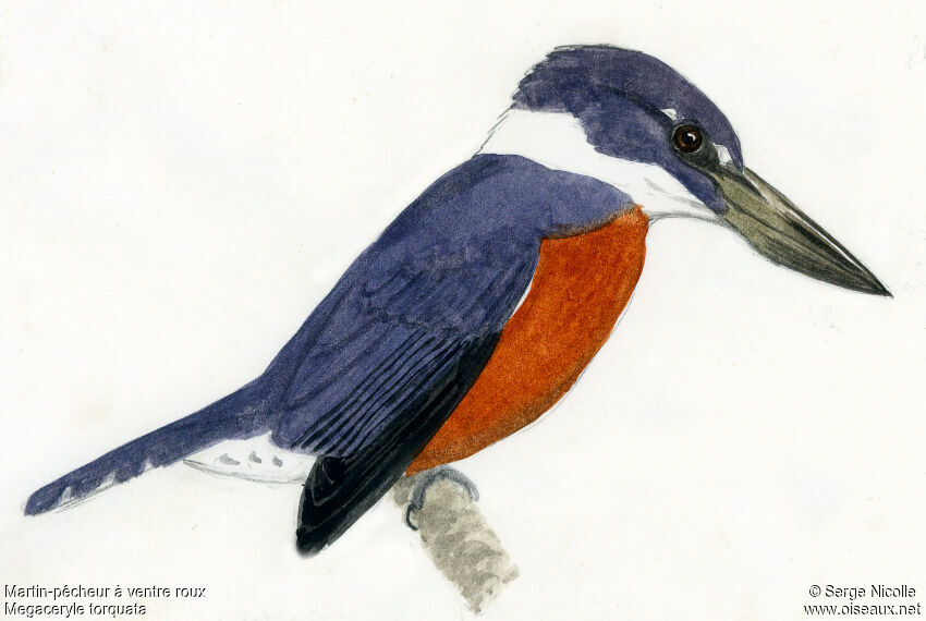 Ringed Kingfisher, identification