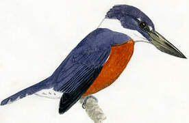 Ringed Kingfisher