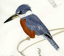 Ringed Kingfisher