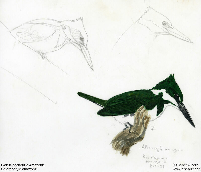 Amazon Kingfisher female, identification