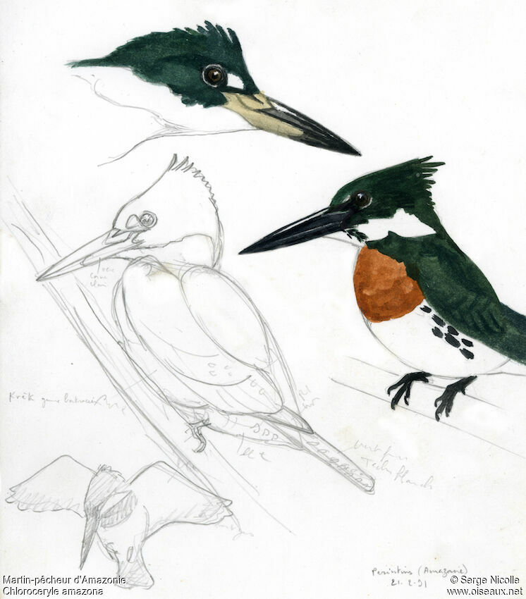 Martin-pêcheur d'Amazonie mâle, identification