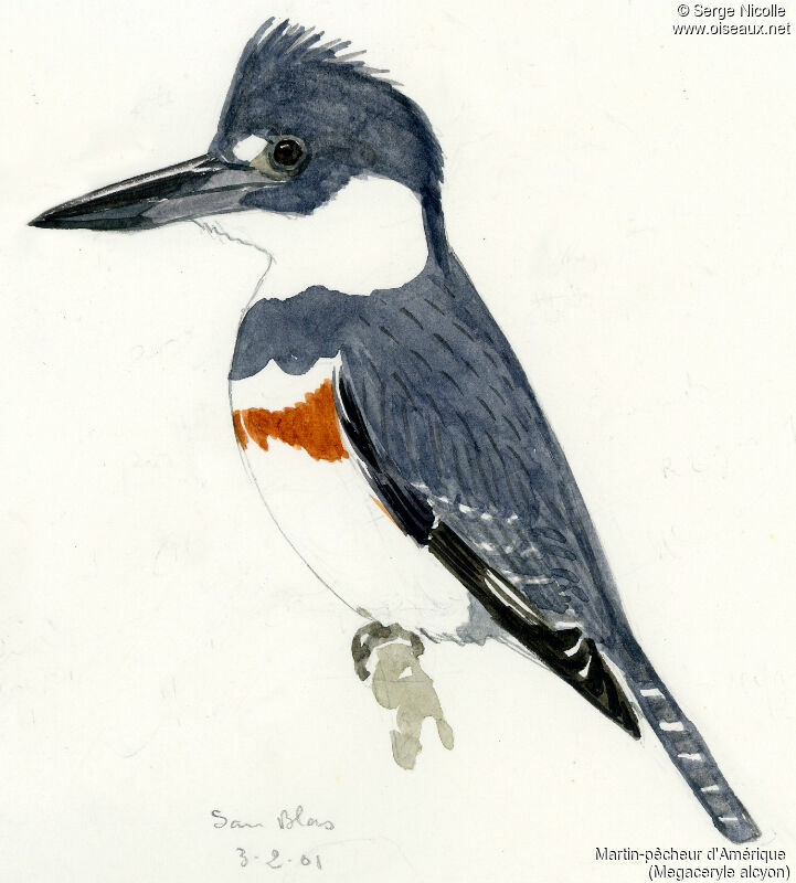 Belted Kingfisher, identification