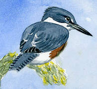 Belted Kingfisher