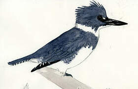 Belted Kingfisher