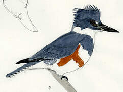 Belted Kingfisher