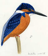 Common Kingfisher