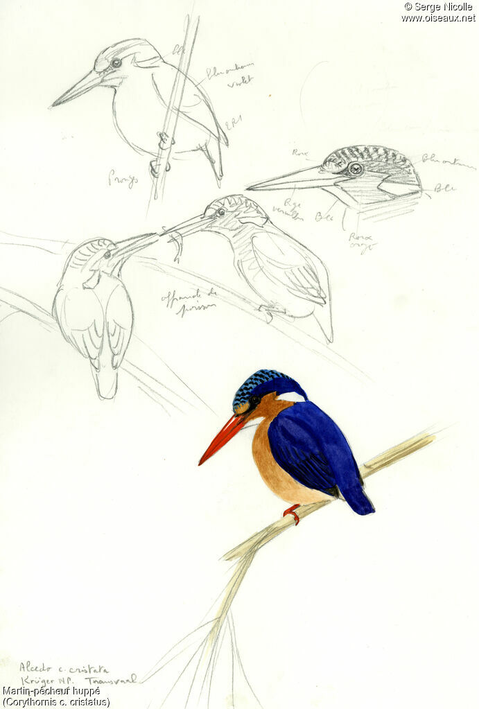 Malachite Kingfisher, identification