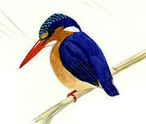 Malachite Kingfisher