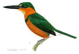 American Pygmy Kingfisher