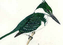 Green Kingfisher