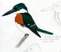 Green Kingfisher