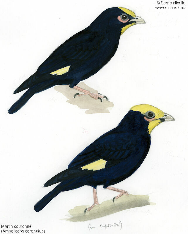 Golden-crested Mynaadult, identification
