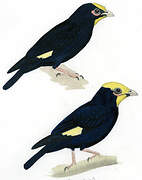 Golden-crested Myna