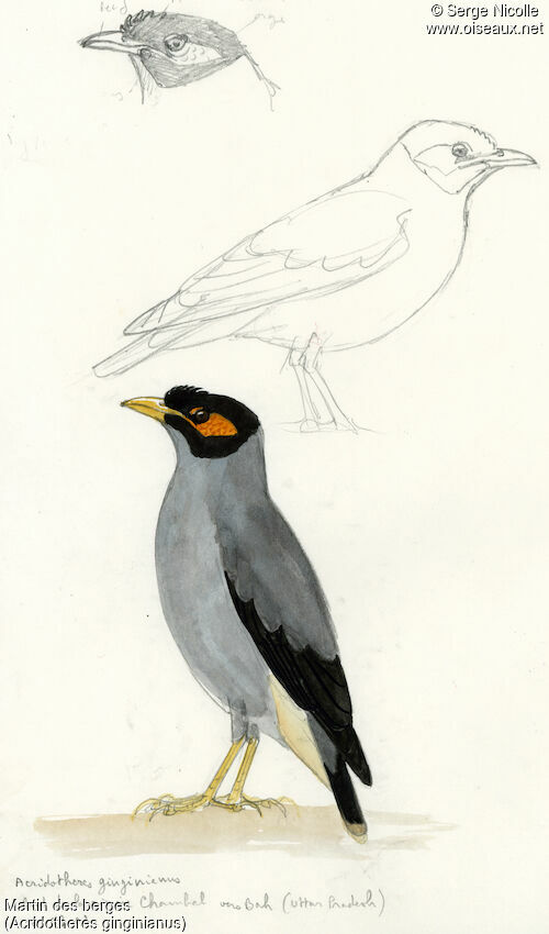 Bank Myna, identification