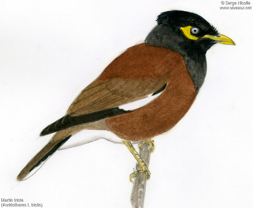 Common Myna, identification