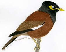 Common Myna