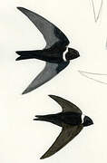 White-collared Swift