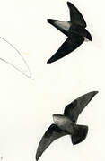 Grey-rumped Swift