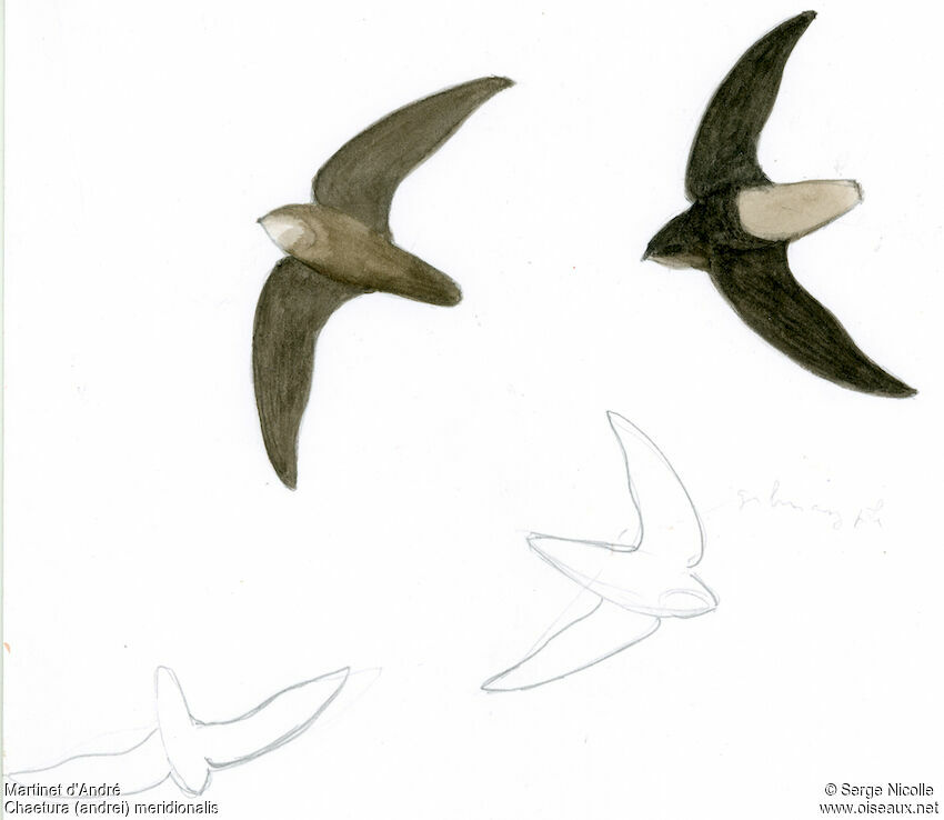 Ashy-tailed Swift