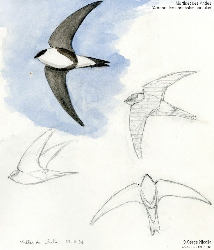 Andean Swift, identification