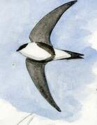 Andean Swift