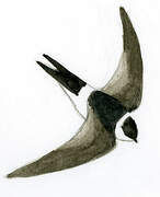 Andean Swift