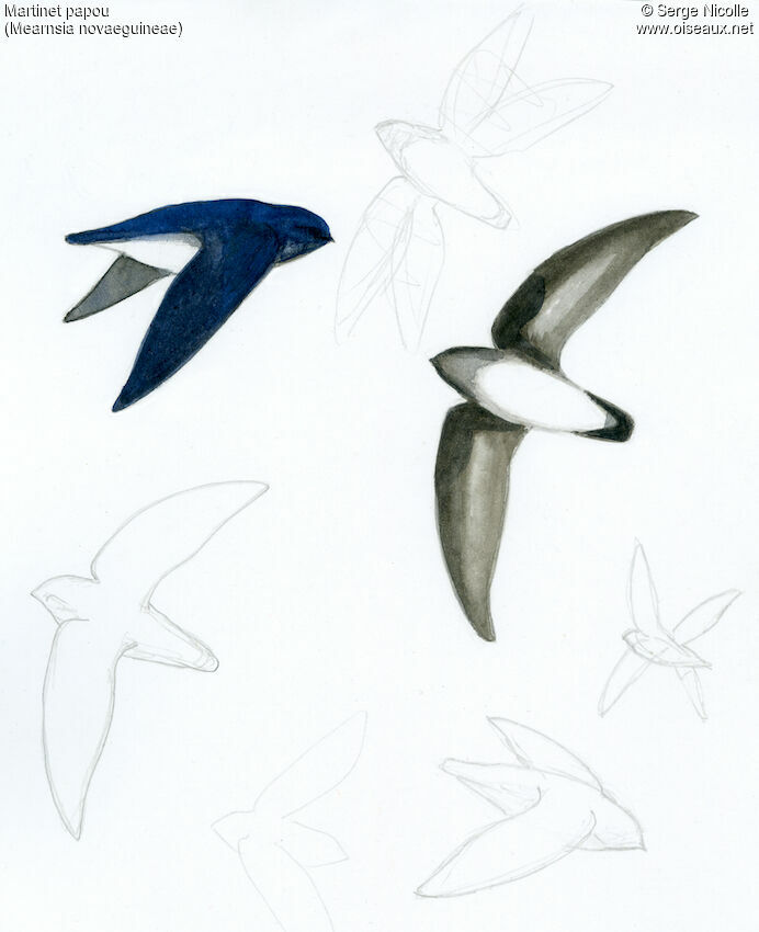 Papuan Spine-tailed Swift