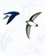 Papuan Spine-tailed Swift