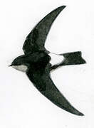 Antillean Palm Swift