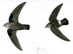 Band-rumped Swift