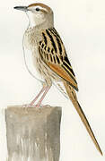 Striated Grassbird