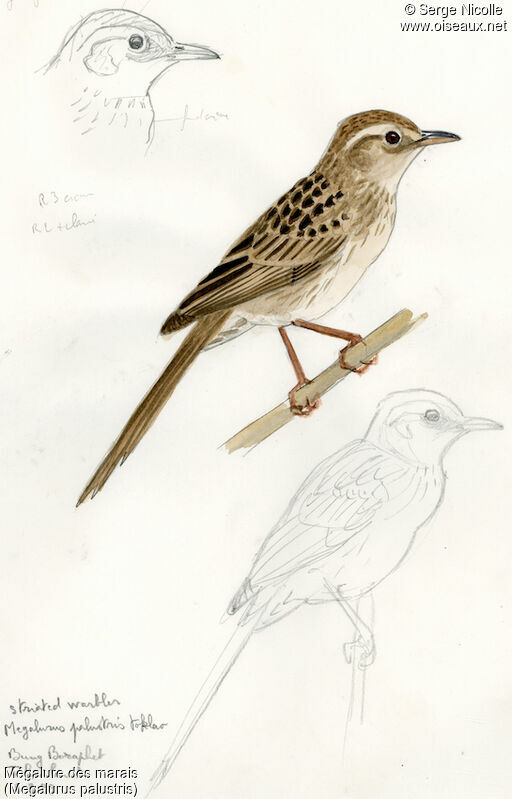 Striated Grassbird, identification