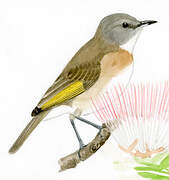 Rufous-banded Honeyeater