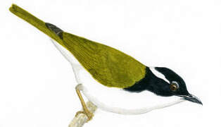 White-throated Honeyeater