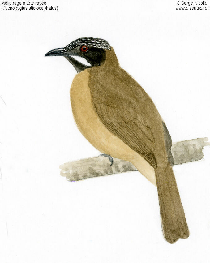 Streak-headed Honeyeater, identification