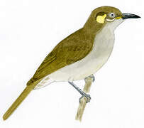 Mimic Honeyeater