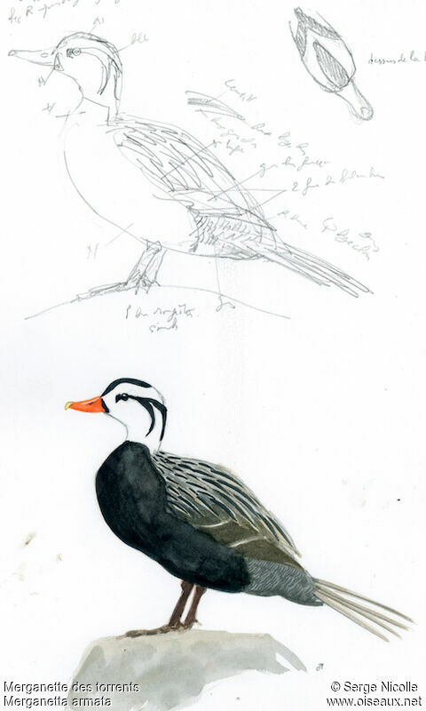 Torrent Duck, identification