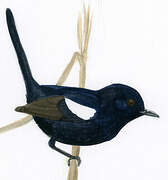 White-shouldered Fairywren