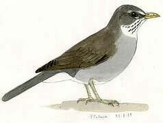 Eastern Slaty Thrush