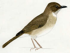 White-necked Thrush