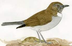 White-necked Thrush