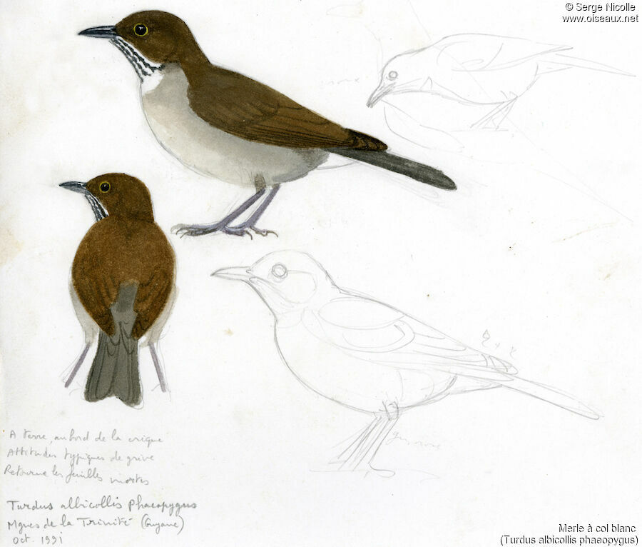 White-necked Thrush, identification