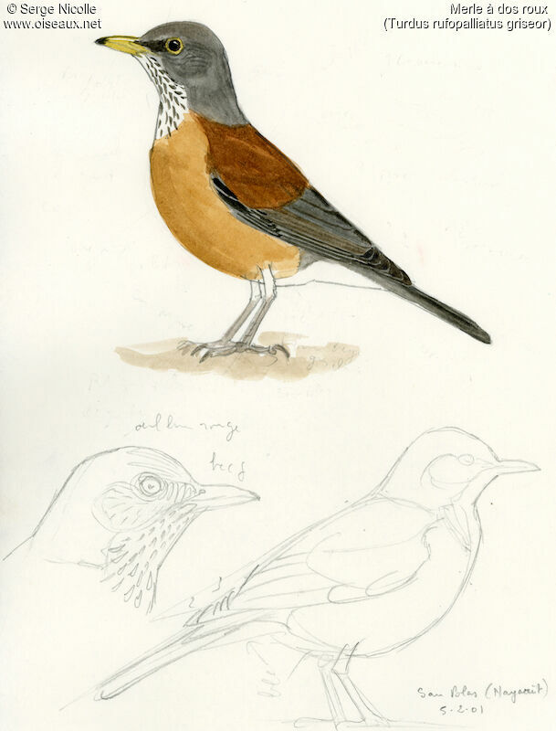 Rufous-backed Thrush, identification