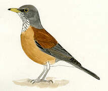 Rufous-backed Thrush