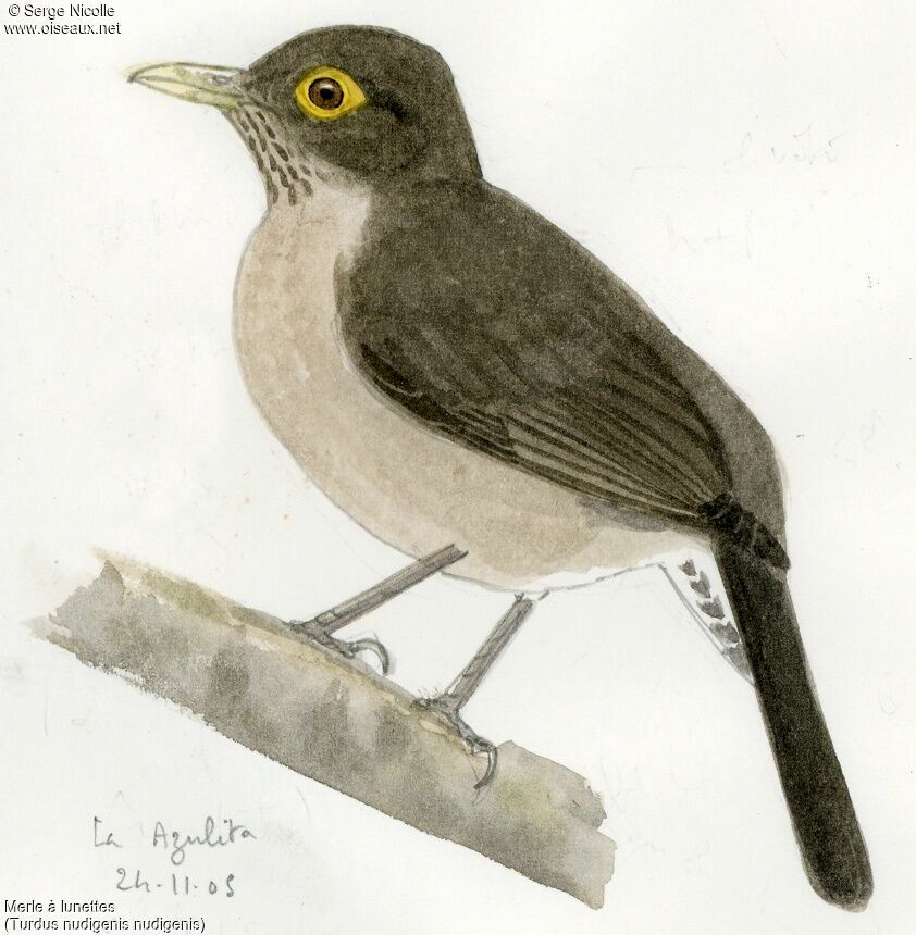 Spectacled Thrush, identification